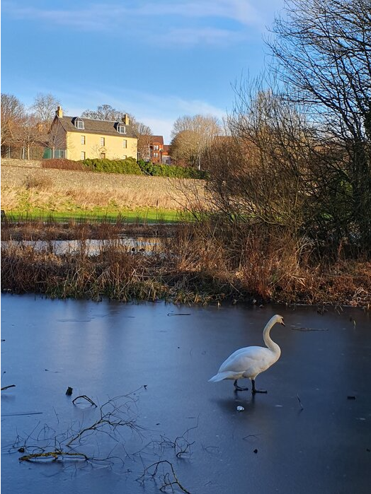 Swan on pond in Auchinlea Park with Provan Hall in background